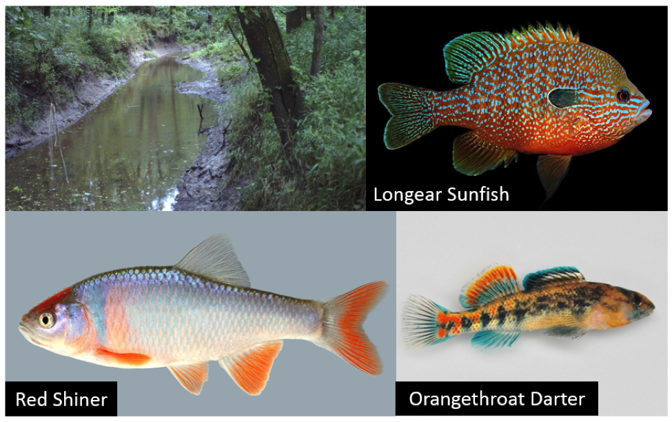 Stream fish and altered flow regimes in MO